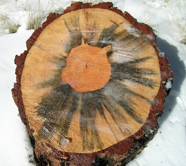 End grain of a cut softwood log with dark blue grey stain spreading in wedges through the pale sapwood