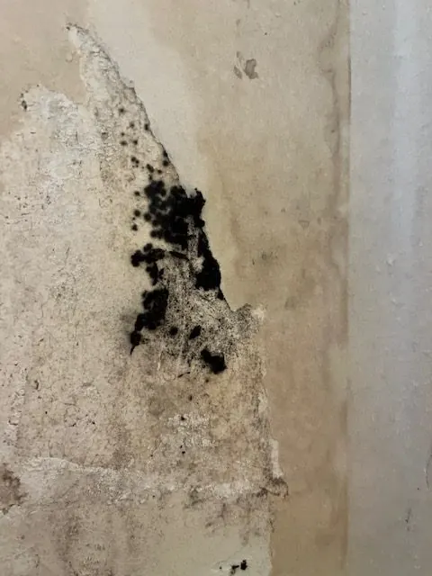 Dark mold growth on damp plaster where wallpaper has been peeled back in an old house