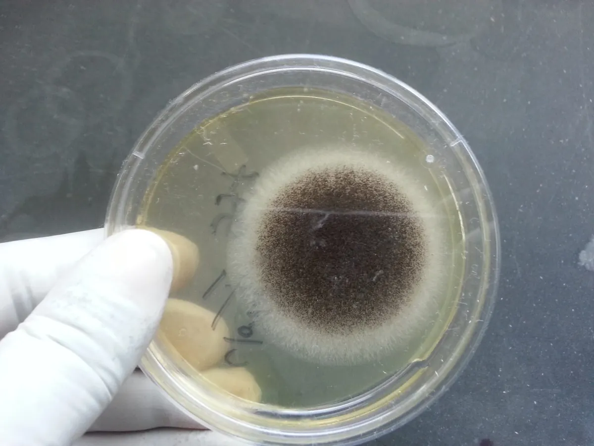 A round black Aspergillus niger colony with a white edge growing on agar in a petri dish