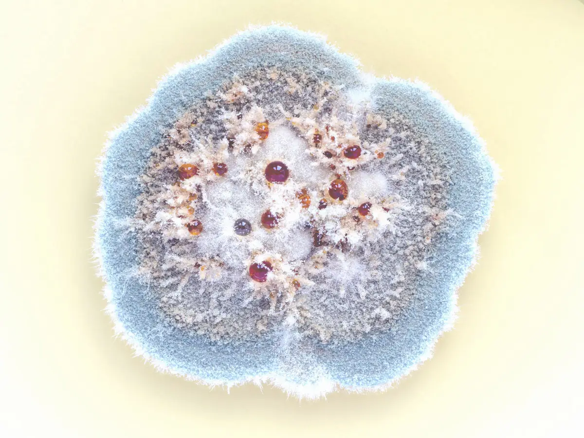 A round, velvety blue-green Penicillium colony on a pale agar plate, with a white fringe at the edge and amber droplets on its centre