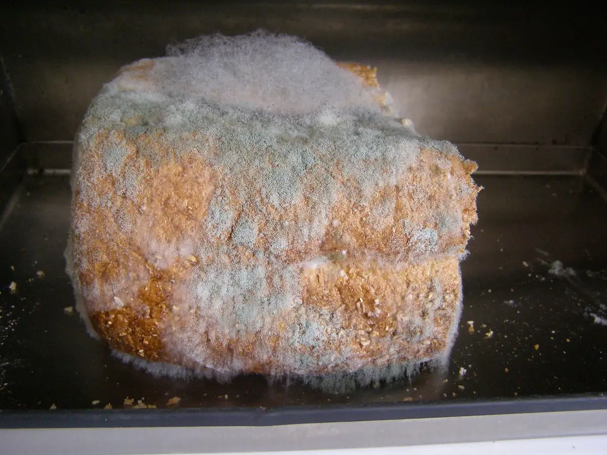 A loaf of brown bread covered in grey-green and white fuzzy mold inside a metal bread bin