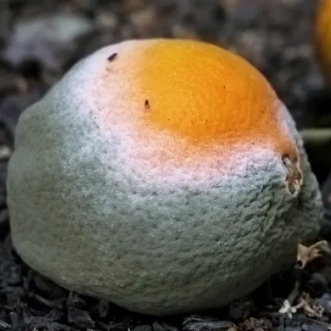 A fallen orange mostly covered by a grey-green powdery mold with a white band at the edge of the growth