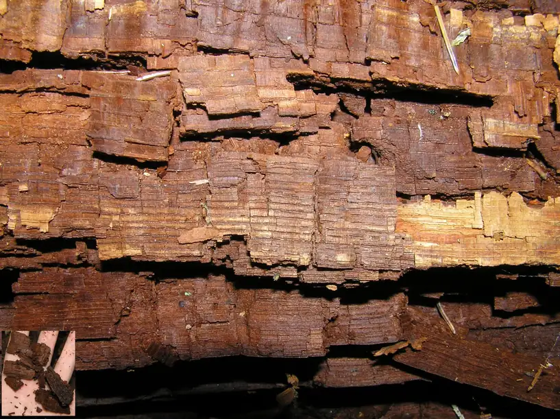 Dark brown decayed oak wood cracked across and along the grain into small cube shaped blocks