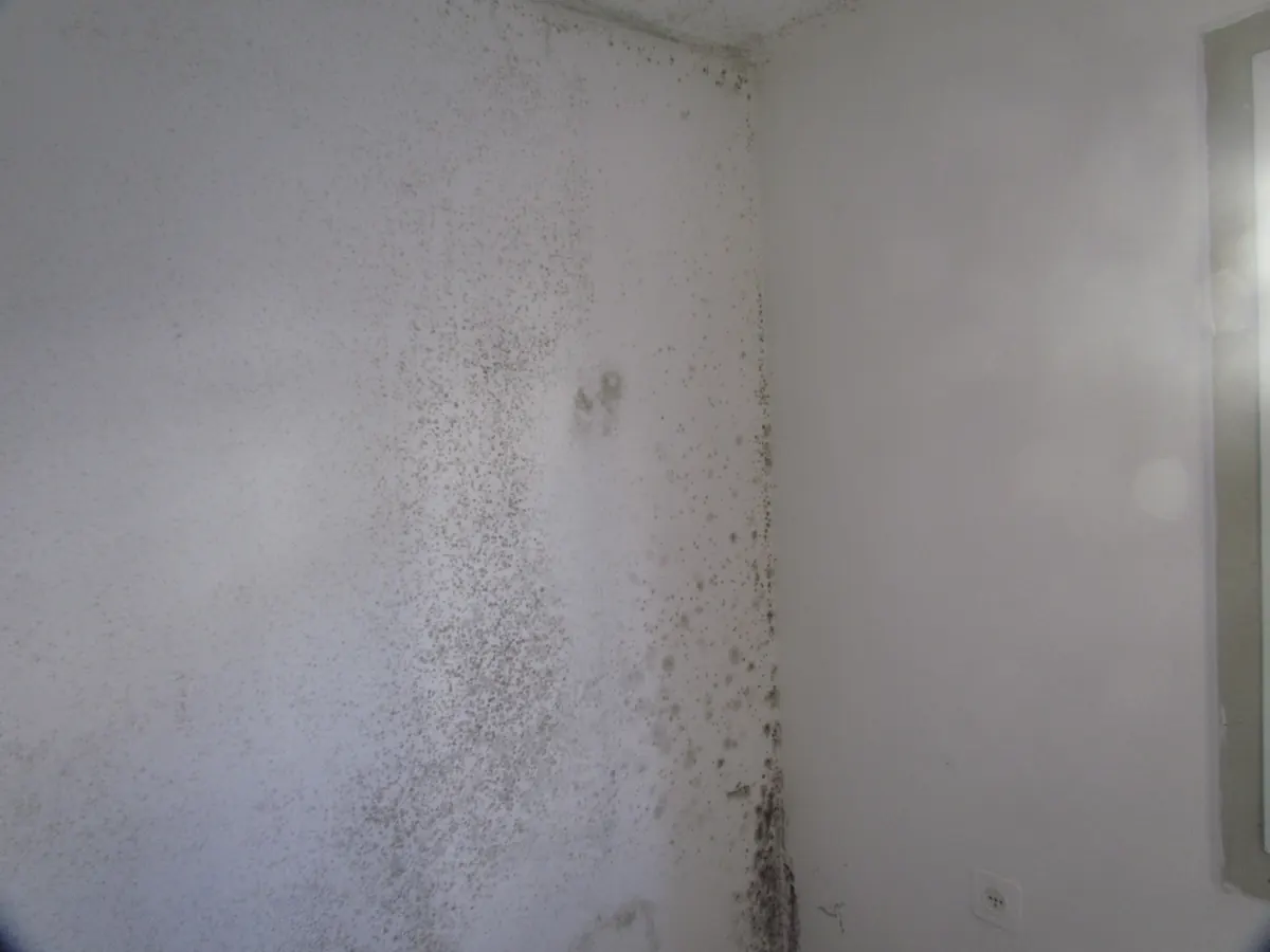 Dark mold spotting spread across a painted wall and concentrated along the vertical corner where two walls meet, beside a window