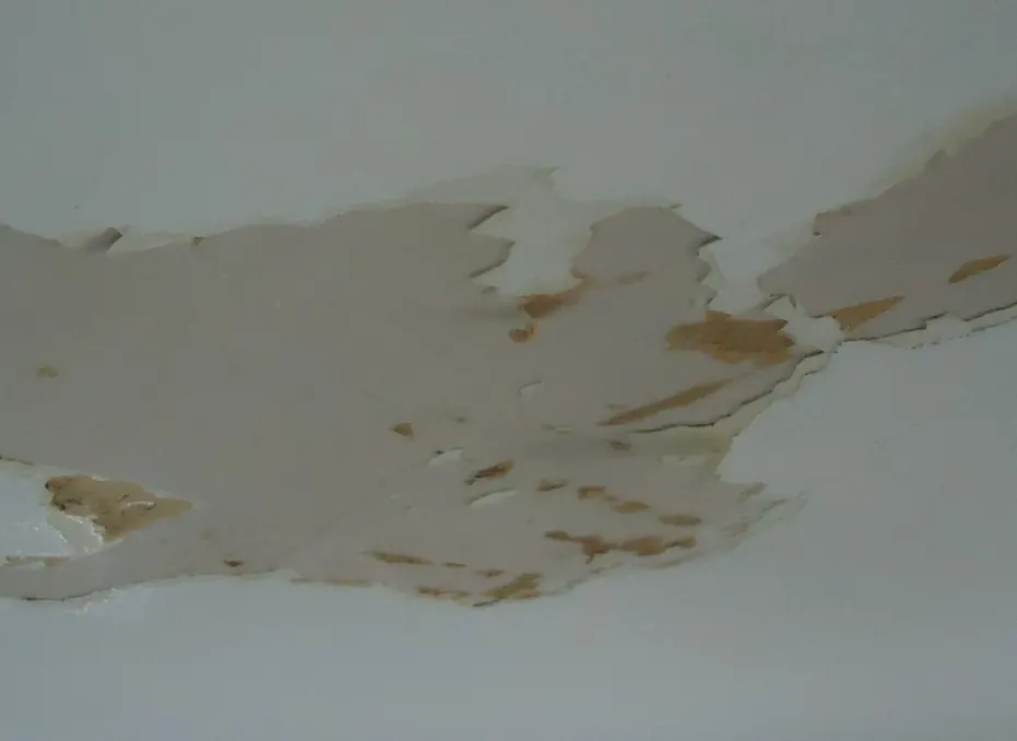 Paint peeling off a drywall ceiling in large sheets, with brown paper facing showing through in patches