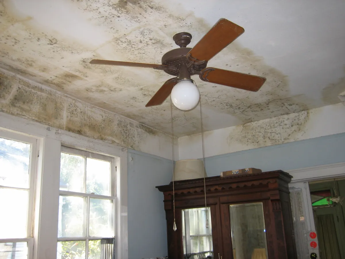 Dense dark mold growth across a ceiling and the upper walls of a room around a ceiling fan