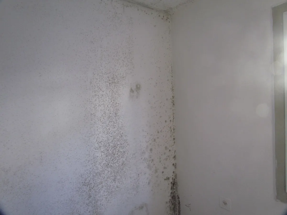 Dark mold spotting spread across a painted wall and concentrated along the vertical corner where two walls meet, near a window