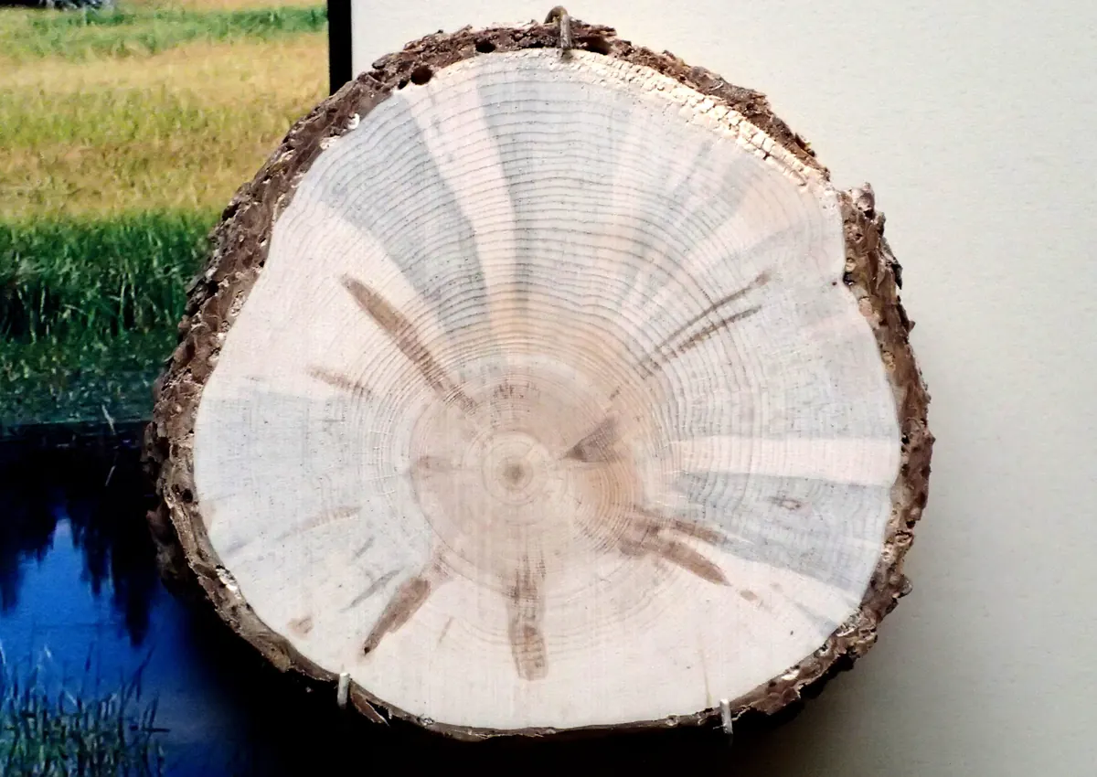 Cross section of a pine log with grey blue stain running in wedge shapes from the bark toward the centre