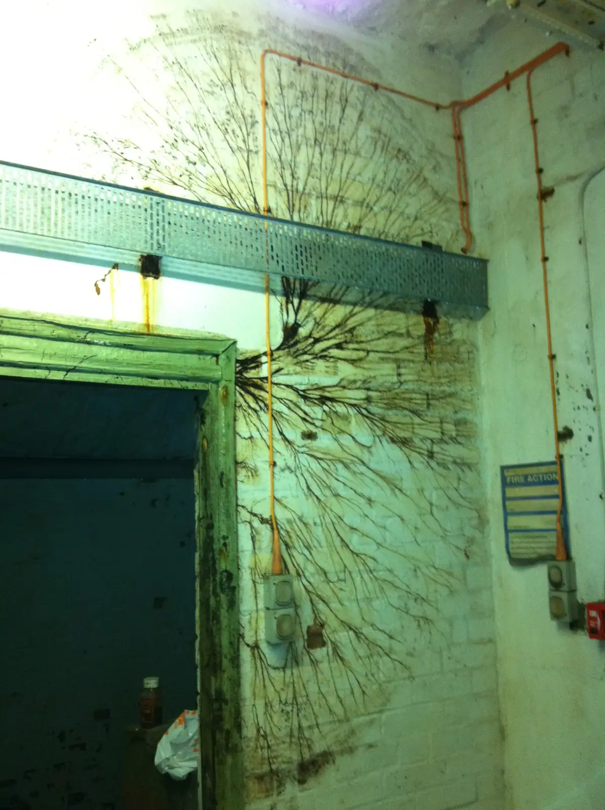 Dark branching fungal cords spreading across a painted brick wall from a wet wooden door frame