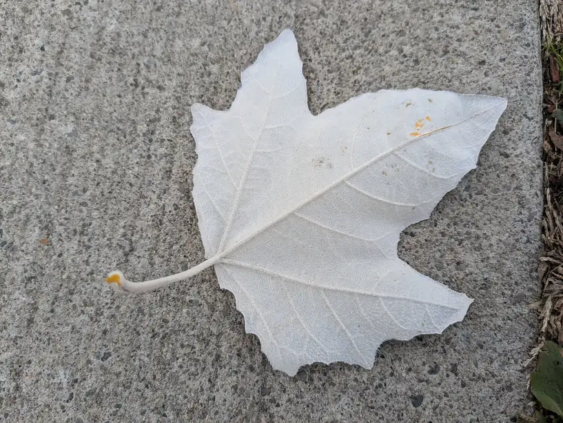 A fallen maple leaf on a concrete path, one side almost completely coated in white powdery mildew
