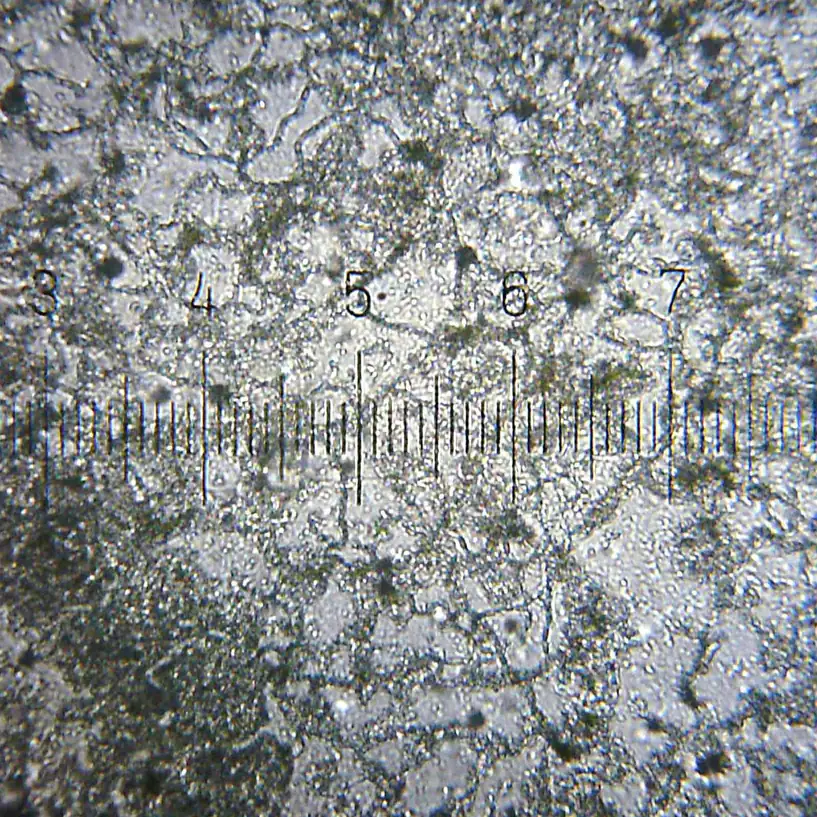 A microscope view of household mildew from a plastic shower curtain, showing branching fungal threads over a measuring scale
