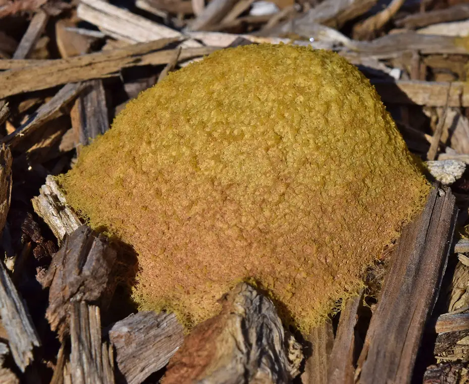 A rounded, foamy, orange-yellow mass of dog vomit slime mold sitting on shredded wood mulch