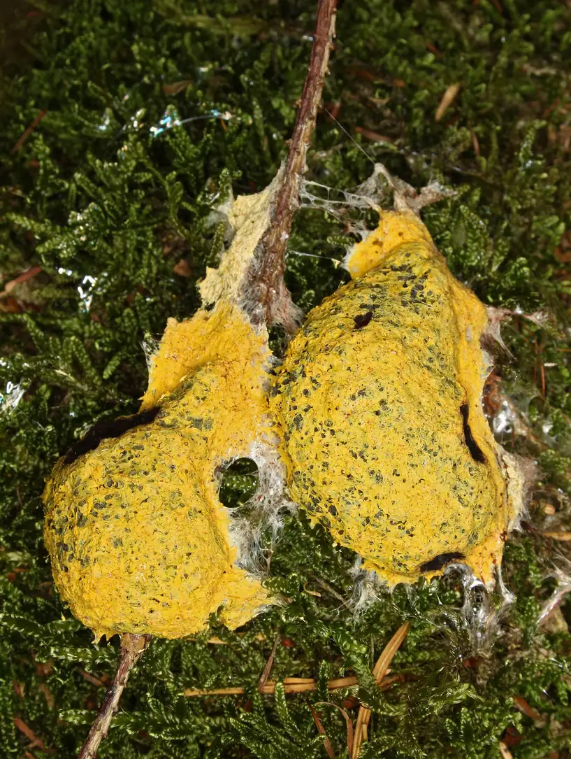 Two yellow-orange cushions of Fuligo septica on moss, their crusts beginning to darken and crack