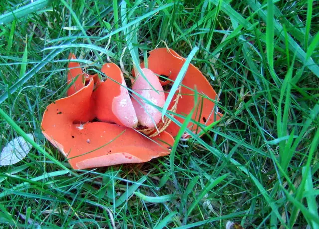 Bright orange, curled cup-shaped fungi growing among short lawn grass