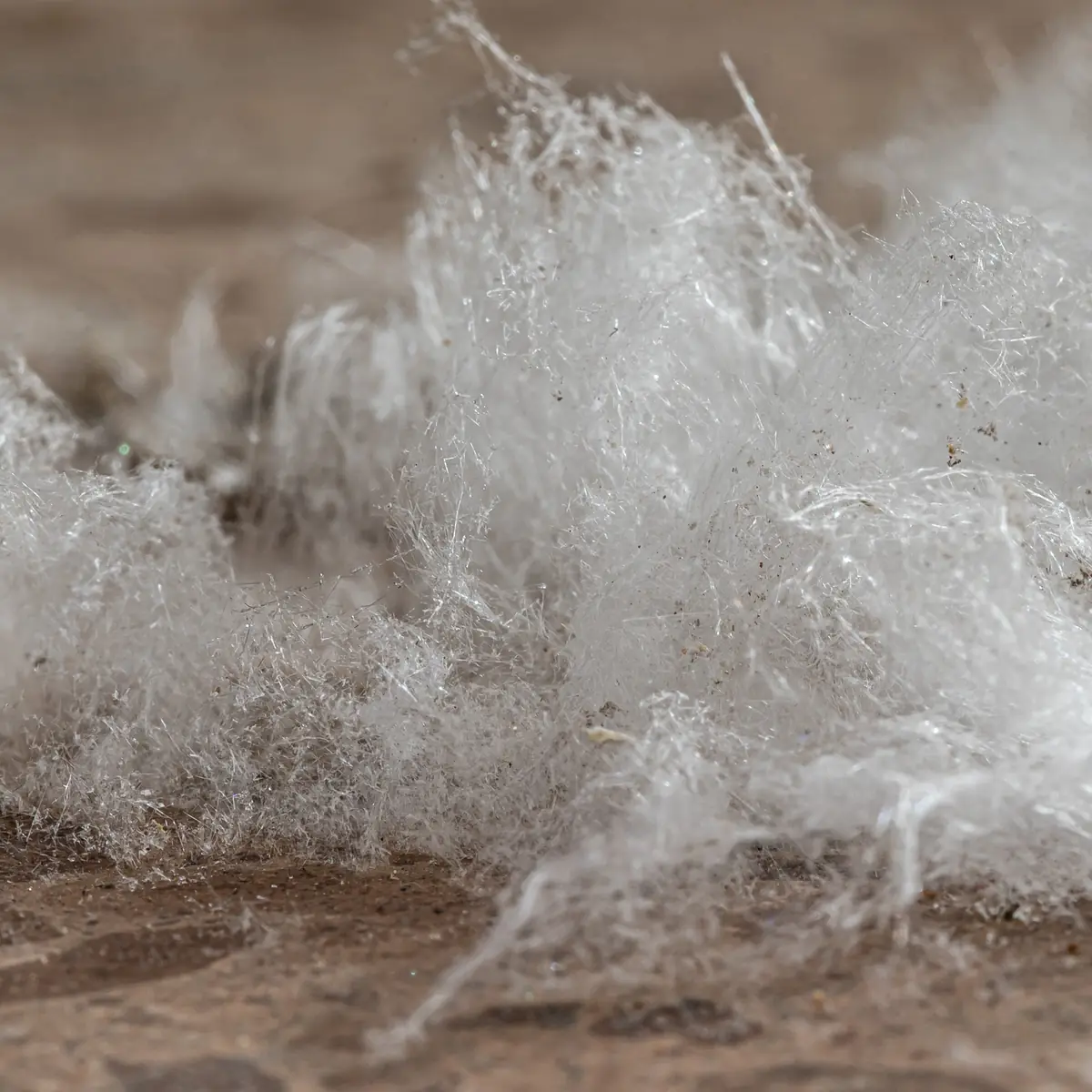 Close view of fluffy white crystal whiskers growing up from a basement floor, easily mistaken for mold