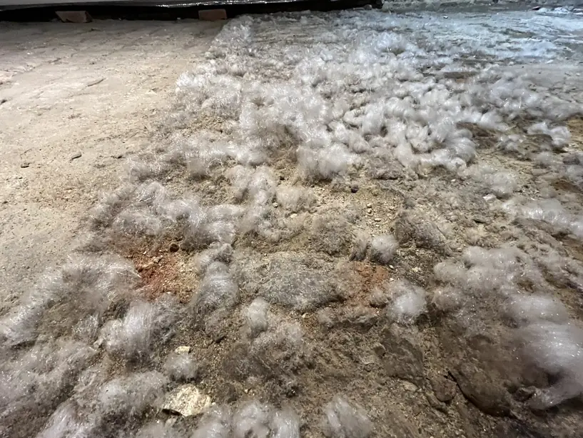 A brick cellar floor covered in tufts of white efflorescence a few days after a concrete covering was removed