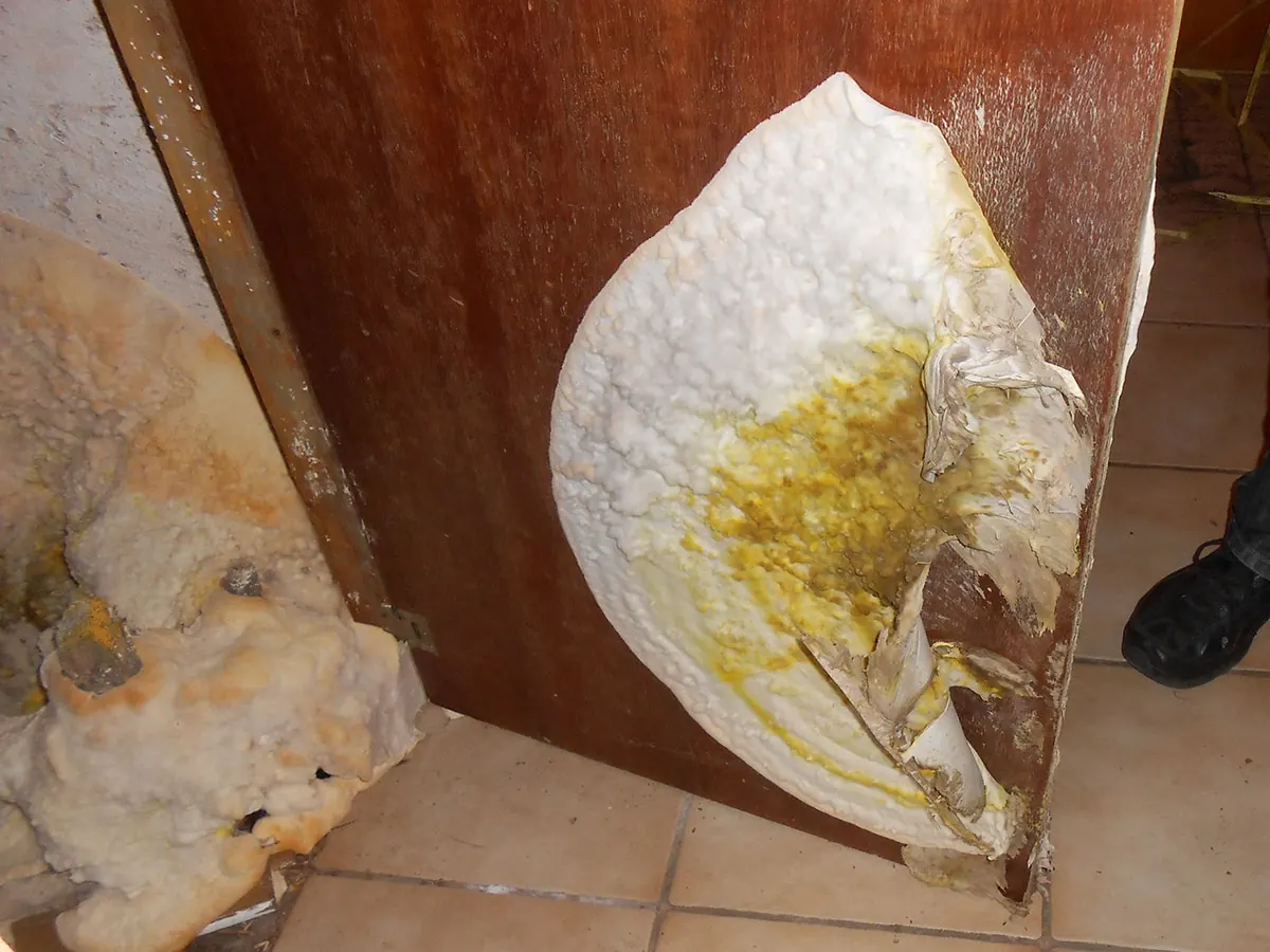 A thick white and yellow sheet of fungal growth spreading across the face of a wooden door