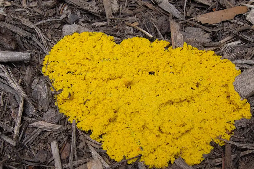 A bright yellow, lumpy, foam textured patch of Fuligo septica slime mold spread over dark shredded mulch
